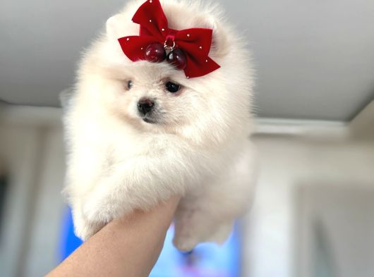 2 Dişi Pomeranian Boo