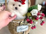 2 Dişi Pomeranian Boo