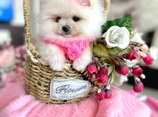 2 Dişi Pomeranian Boo görsel