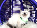 Safkan British Shorthair Chocolate Point Yavrular