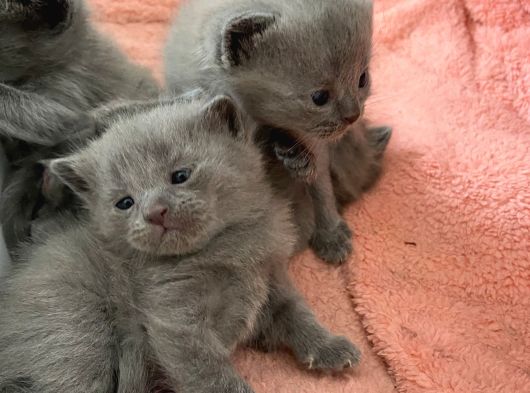 Çocuklarimiza Güzel Yuva Ariyoruz görsel