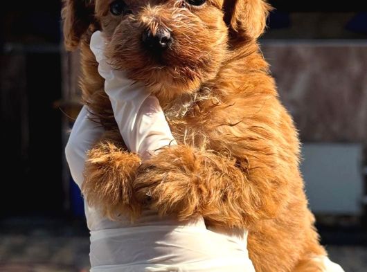 Pamuk Gibi Maltipoo Bebekler Aile Ortamında Büyüdü görsel