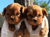 Pamuk Gibi Maltipoo Bebekler Aile Ortamında Büyüdü