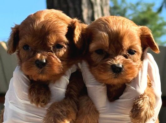 Pamuk Gibi Maltipoo Bebekler Aile Ortamında Büyüdü görsel