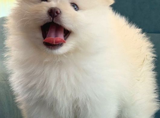 Bebek Pomeranian Boo Yavrular Evlerini Bekliyor görsel