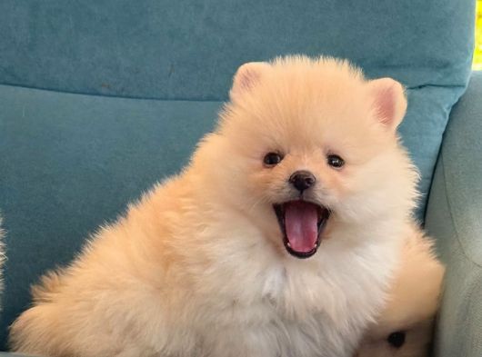Bebek Pomeranian Boo Yavrular Evlerini Bekliyor