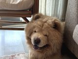 4 Yaşında Chow Chow Erkek Çin Aslanı
