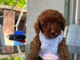 Toy Poodle Yavrularımız