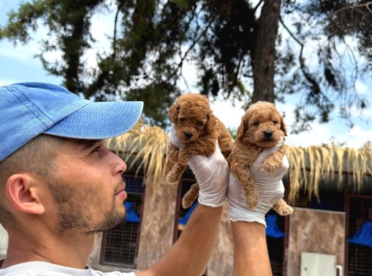 Toy Poodle Yavrularımız görsel