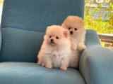 Mavi Gözlü Pomarian Bo Orcınal