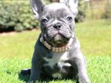 Efsane Lilac Ve Blue French Yabrular
