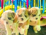 Nadi̇r  Kali̇tede  İngi̇li̇z  Buldog Yavrular