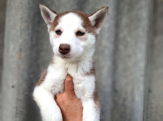 Husky Bebekler