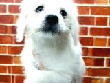 uygun terrier
