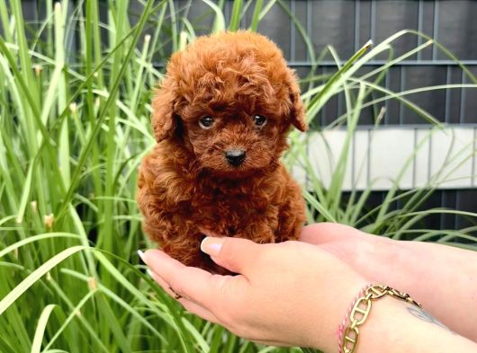 Kore Kan Red Brown Orji̇nal Toy Poodle