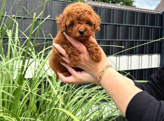 Kore Kan Red Brown Orji̇nal Toy Poodle görsel
