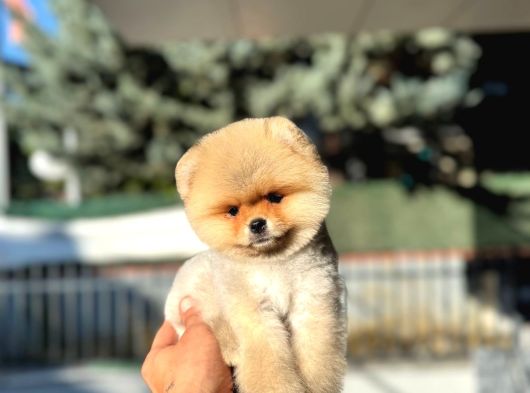 Show Kalite Micro Orange görsel