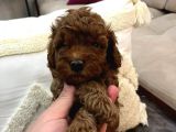 EVİMDE BAKTIĞIM TOY POODLE YAVRULARIM
