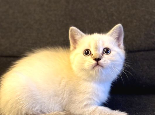 Sağlıklı British Shorthair Yavrumuz