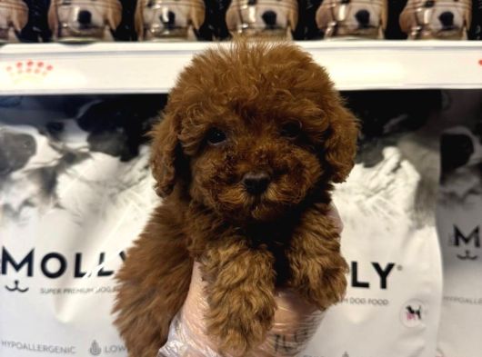 Safkan Red Toy Poodle Yavrularimiz görsel