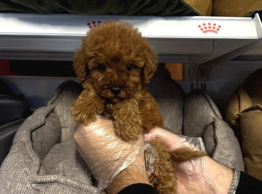 Safkan Red Toy Poodle Yavrularimiz