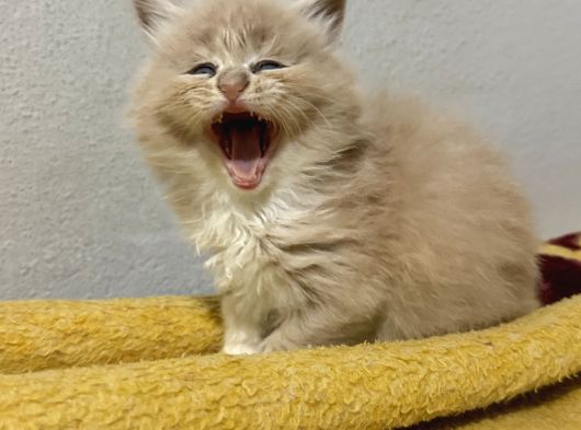 Evde Büyüyen Orji̇nal Safkan Maine Coon Yavrusu