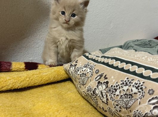 Evde Büyüyen Orji̇nal Safkan Maine Coon Yavrusu görsel