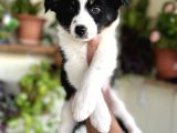 Bordercollie Yavrular