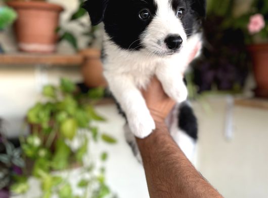 Bordercollie Yavrular görsel