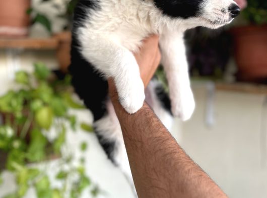 Bordercollie Yavrular görsel