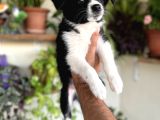 Bordercollie Yavrular