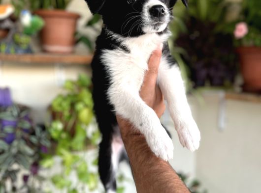 Bordercollie Yavrular görsel