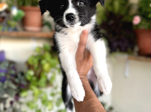 Bordercollie Yavrular