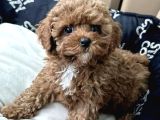 Dişi Ve Erkek Labradoodle Yavrularımız