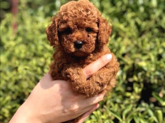 Red Brown Poodle Yavrularımız görsel