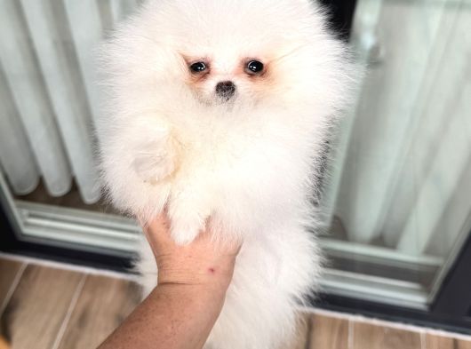 Kartopu Gi̇bi̇ Mi̇ni̇ Boy Pomerani̇an görsel