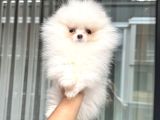 Kartopu Gi̇bi̇ Mi̇ni̇ Boy Pomerani̇an