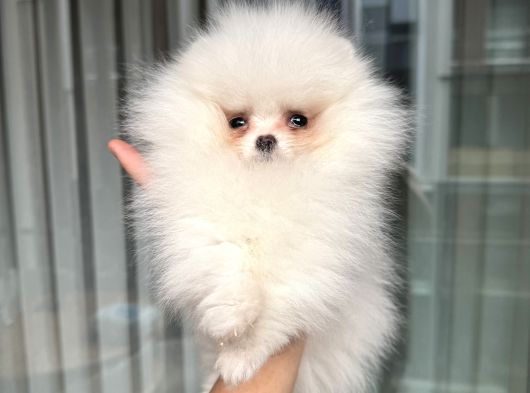 Kartopu Gi̇bi̇ Mi̇ni̇ Boy Pomerani̇an görsel
