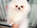 Kartopu Gi̇bi̇ Mi̇ni̇ Boy Pomerani̇an