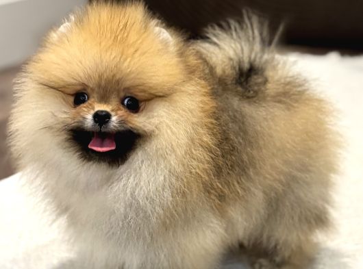 Show Kali̇te Orange Pomerani̇an Boo görsel