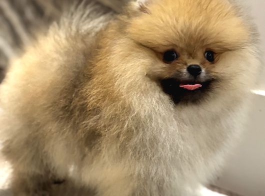 Show Kali̇te Orange Pomerani̇an Boo görsel