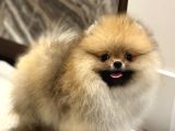 Show Kali̇te Orange Pomerani̇an Boo