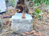 Ki̇ng Doberman Yavrularimiz