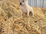 Her Renk French Bulldog Mevcuttur