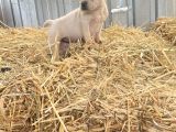 Her Renk French Bulldog Mevcuttur