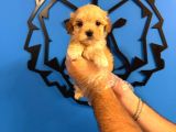 Safkan Malti̇poo Yavrularimiz