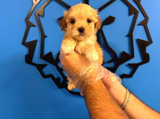Safkan Malti̇poo Yavrularimiz görsel