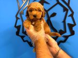 Safkan Malti̇poo Yavrularimiz