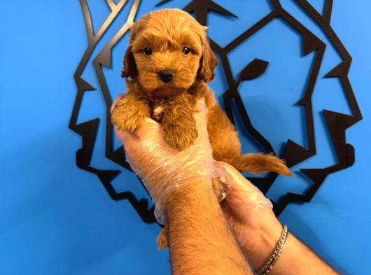 Safkan Malti̇poo Yavrularimiz görsel