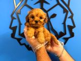 Safkan Malti̇poo Yavrularimiz